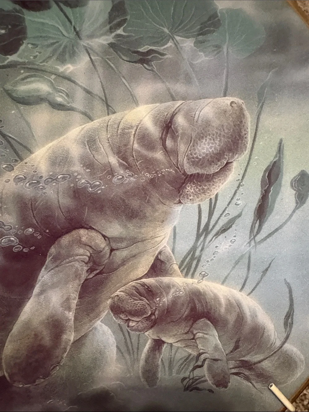 Manatee Mother and Calf Decorative Plate - Signed Artwork Diana Art